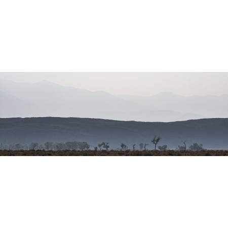 VT Trees Along the Hills C Final    US$8,000